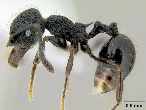 Perissomyrmex snyderi specimen