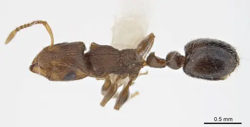 Peronomyrmex bartoni specimen