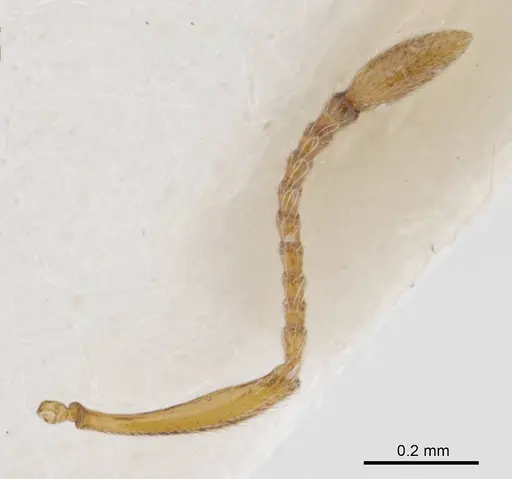 Peronomyrmex bartoni specimen
