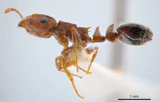 Peronomyrmex bartoni specimen