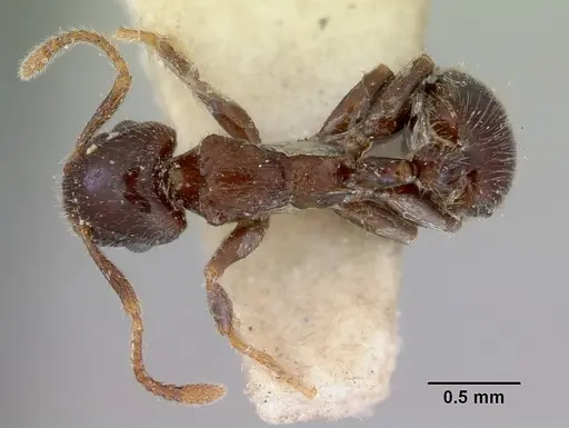Peronomyrmex greavesi specimen