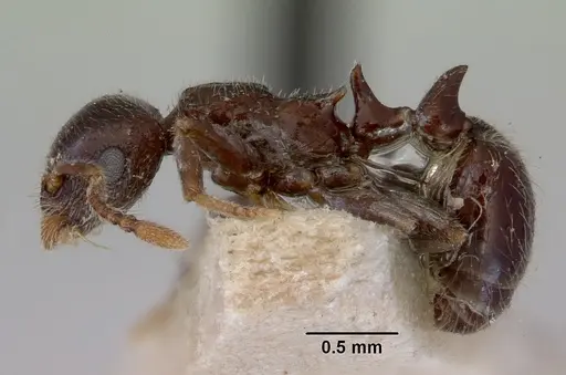 Peronomyrmex greavesi specimen