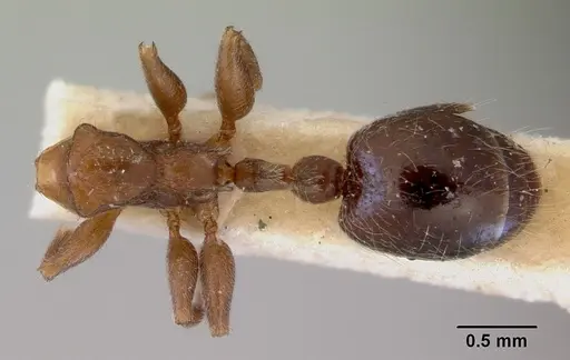 Peronomyrmex overbecki specimen