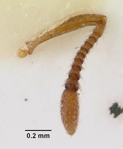 Peronomyrmex overbecki specimen