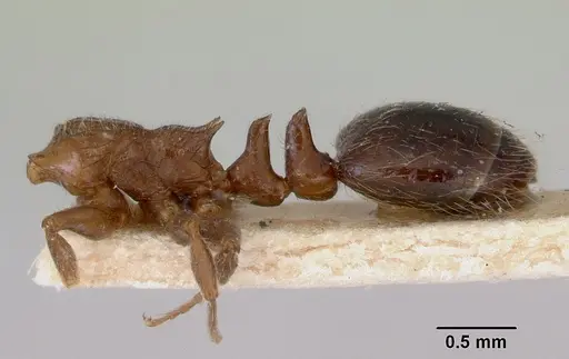 Peronomyrmex overbecki - CASENT0172316