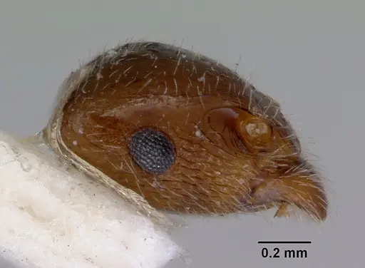 Peronomyrmex overbecki - CASENT0172316