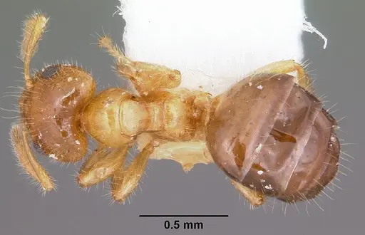 Petalomyrmex phylax specimen