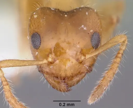 Petalomyrmex phylax specimen