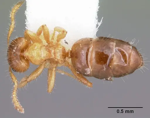 Petalomyrmex phylax - CASENT0101211