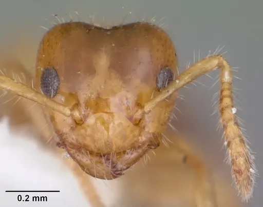 Petalomyrmex phylax - CASENT0101211