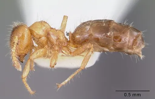 Petalomyrmex phylax - CASENT0101211