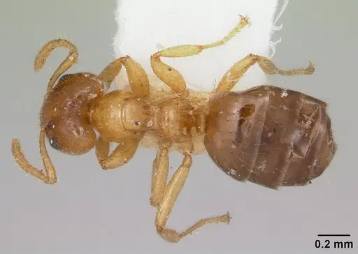 Petalomyrmex phylax - CASENT0104918