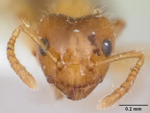 Petalomyrmex phylax - CASENT0104918