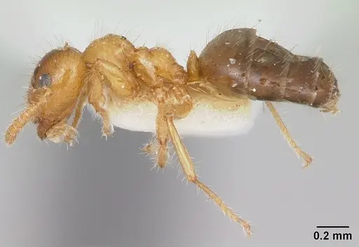 Petalomyrmex phylax - CASENT0104918