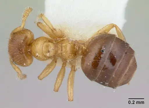 Petalomyrmex phylax - CASENT0178507