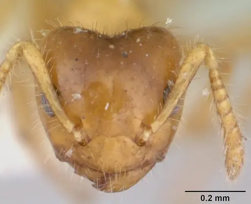 Petalomyrmex phylax - CASENT0178507