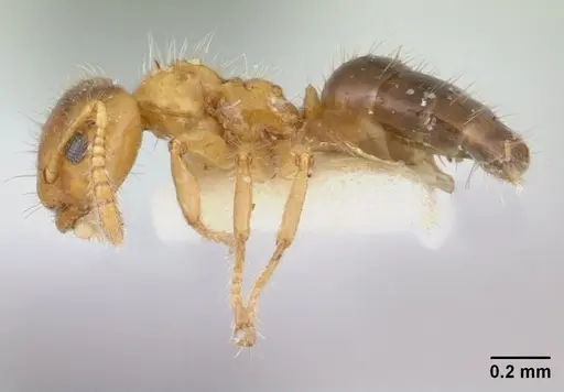 Petalomyrmex phylax - CASENT0178507