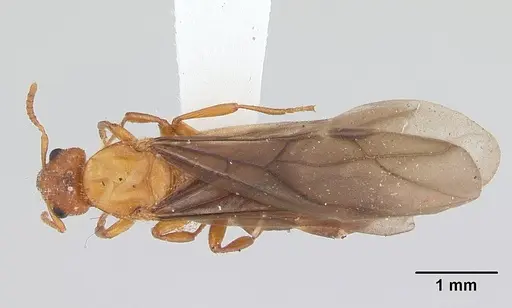 Petalomyrmex phylax - CASENT0178508