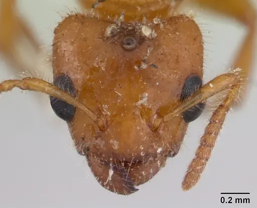 Petalomyrmex phylax - CASENT0178508