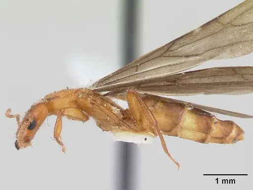 Petalomyrmex phylax - CASENT0178508