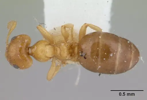 Petalomyrmex phylax - CASENT0178509