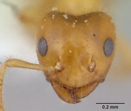 Petalomyrmex phylax - CASENT0178509