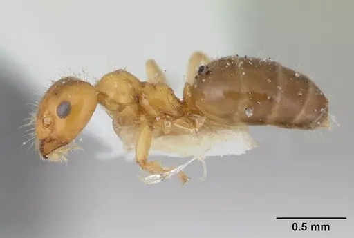 Petalomyrmex phylax - CASENT0178509