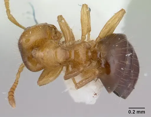 Petalomyrmex phylax - CASENT0178510