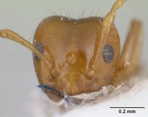 Petalomyrmex phylax - CASENT0178510