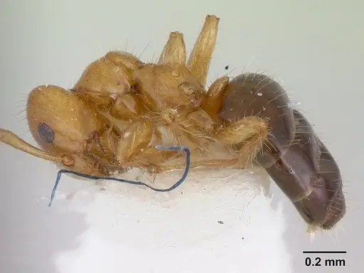 Petalomyrmex phylax - CASENT0178510