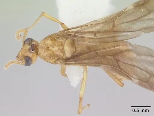 Petalomyrmex phylax - CASENT0178511