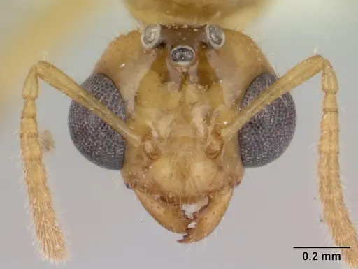 Petalomyrmex phylax - CASENT0178511