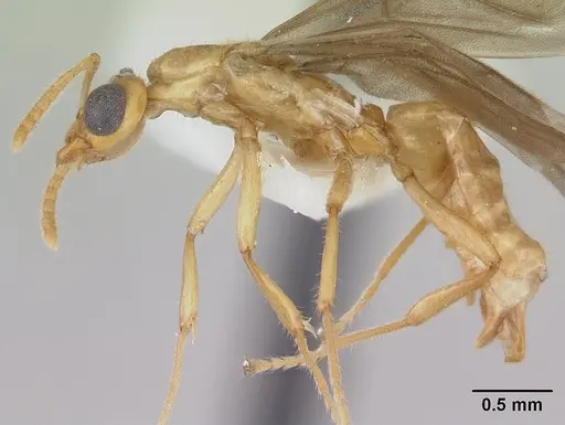 Petalomyrmex phylax - CASENT0178511