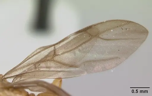 Petalomyrmex phylax - CASENT0178511