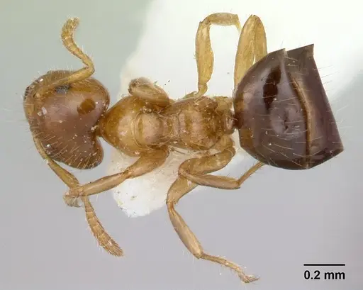 Petalomyrmex phylax - CASENT0178512