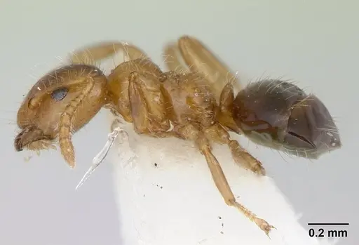 Petalomyrmex phylax - CASENT0178512