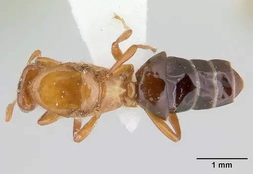 Petalomyrmex phylax - CASENT0178513