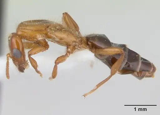 Petalomyrmex phylax - CASENT0178513