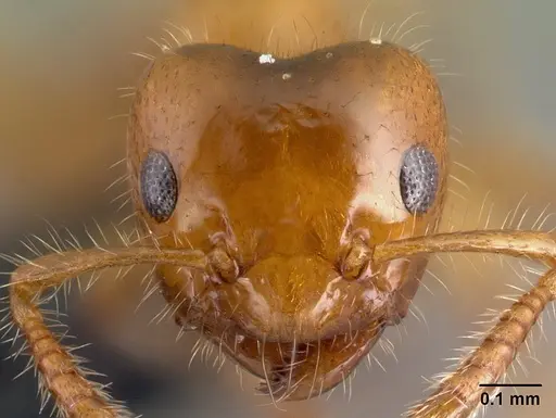 Petalomyrmex phylax - CASENT0217048