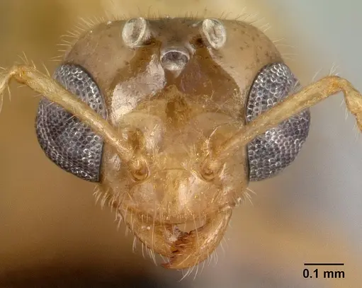 Petalomyrmex phylax - CASENT0217053