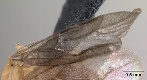 Petalomyrmex phylax - CASENT0217053