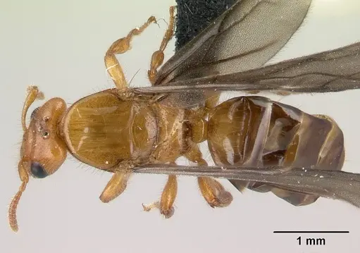 Petalomyrmex phylax - CASENT0217054