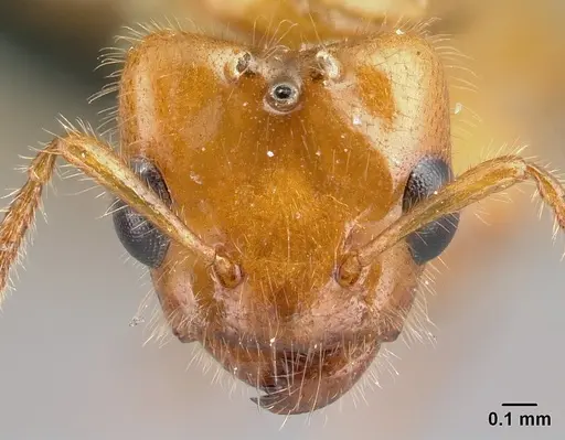 Petalomyrmex phylax - CASENT0217054