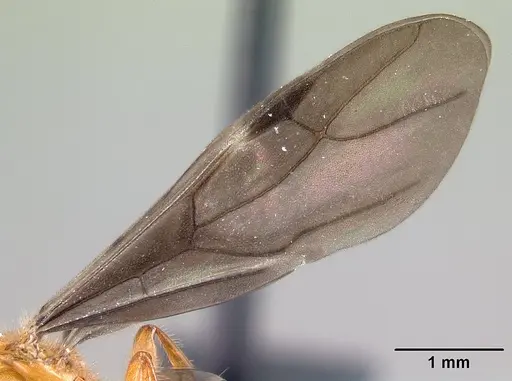 Petalomyrmex phylax - CASENT0217054