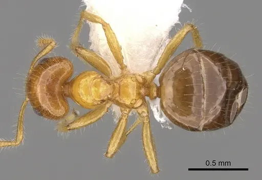 Petalomyrmex phylax - CASENT0281158
