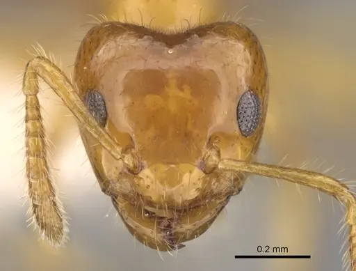Petalomyrmex phylax - CASENT0281158
