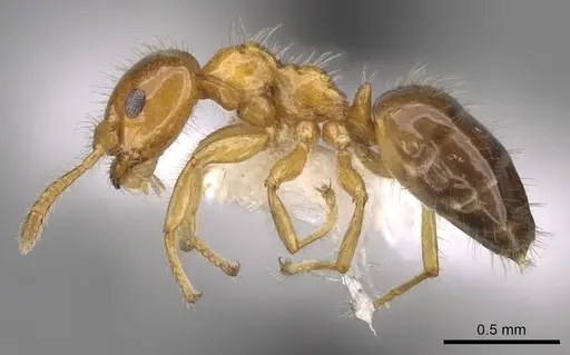 Petalomyrmex phylax - CASENT0281158