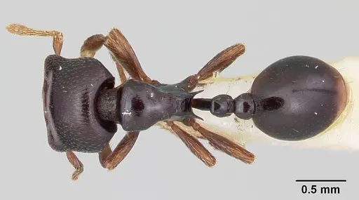 Phalacromyrmex fugax specimen