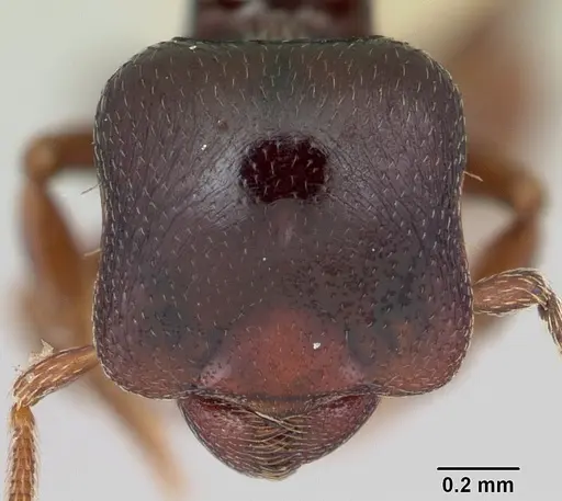 Phalacromyrmex fugax specimen