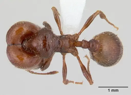 Pheidole aberrans specimen